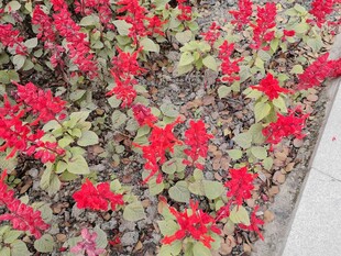 鲜艳红色花卉景观