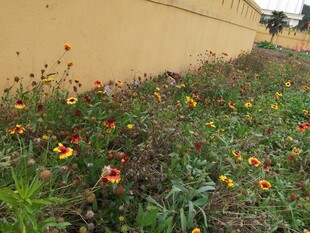 墙边多彩野花绽放