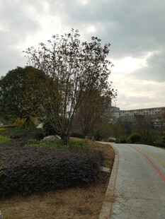 城郊小道旁的绿植景观