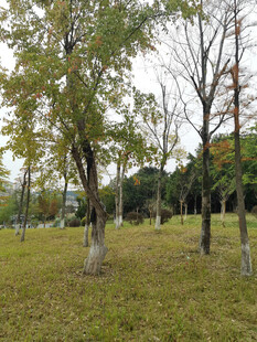 秋日林间草地风景