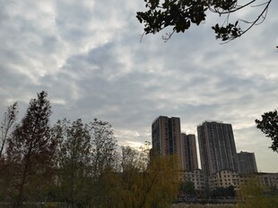 城市秋景中的高楼与树木