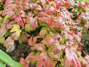 多彩斑斓的红叶植物