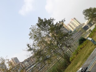 城市道路旁的绿树与建筑