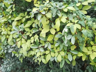 翠绿繁茂的叶片植物