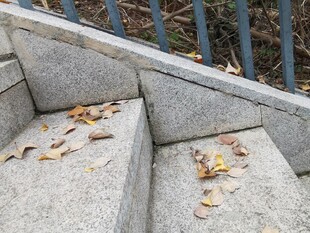 石阶上的秋日落叶