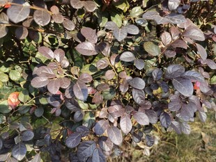 紫色花卉植物特写