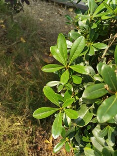 阳光下的翠绿植物