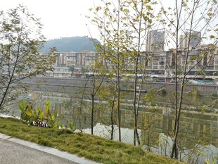 河畔风景树木与城市建筑