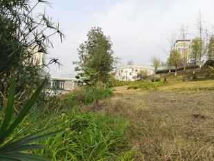 郊外草地与树木景观