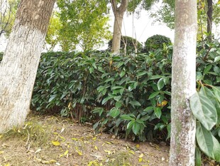 路边绿植景观