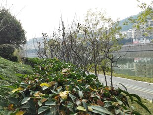 路边绿植景观