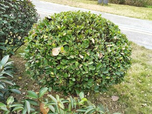 球形绿植景观