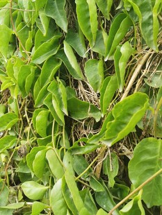 草丛中的蜥蜴