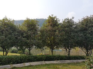 户外绿树成荫的自然景致
