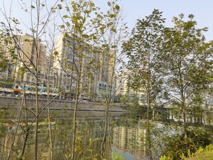 河畔绿树与城市建筑景观