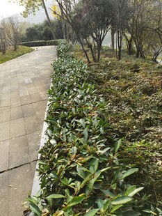 路边绿植景观