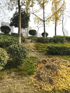 秋日园林景观黄叶覆草地