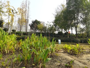 秋日园林植物景观