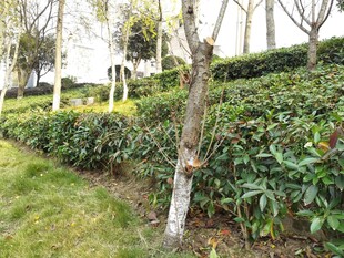 茶园中的树木与绿植景观