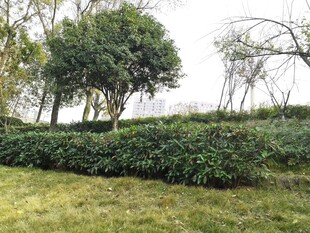 绿意盎然的茶园与树木