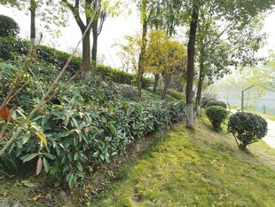 山间绿植景观
