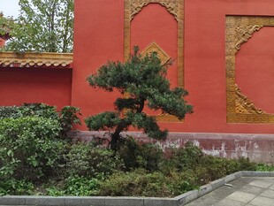 红墙旁的精致绿植景观