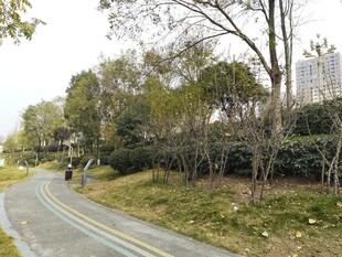 蜿蜒公路旁的秋日树林