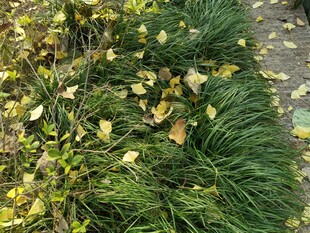 秋日草丛中的落叶景象