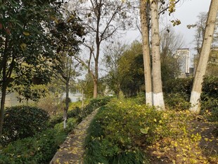 秋日林间小径风景