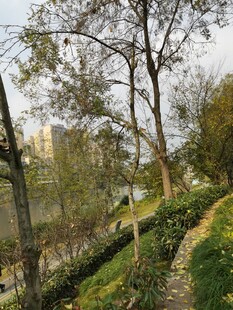 郊外河畔树木葱茏景致