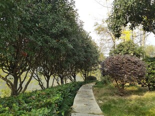 林间小径尽显自然清幽