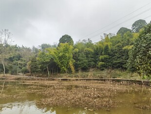 乡村水田边的葱郁树林