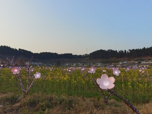 春日田野中的绽放花朵