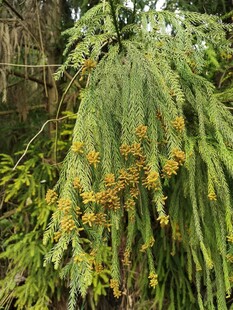 垂挂绿植金黄花序绽放