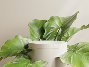 白色花盆中的翠绿叶片