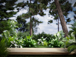 户外绿植景观自然氛围浓