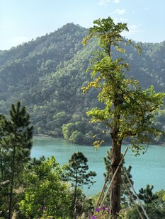 青山绿水间的挺拔绿树