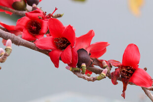枝头绽放的艳丽红花朵
