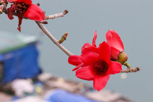 枝头绽放的艳丽红花朵