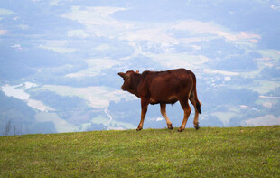 草原上的棕色牛
