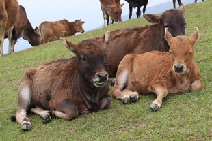 草地上休憩的可爱小牛