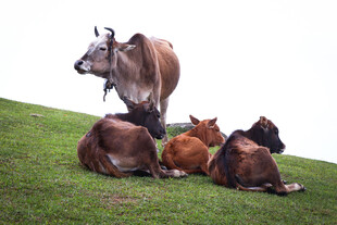 草地上休憩的几头奶牛