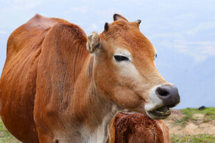田野中的棕色黄牛