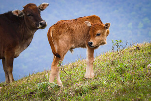 山坡上的母牛与小牛