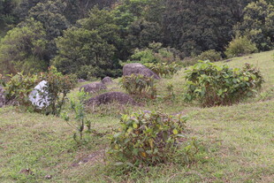 山间草地植物景观