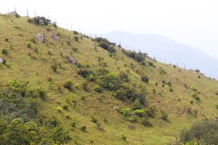绿意盎然的山坡景色