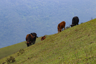 山坡上漫步的几头牲畜