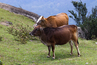 山坡上的两头牛