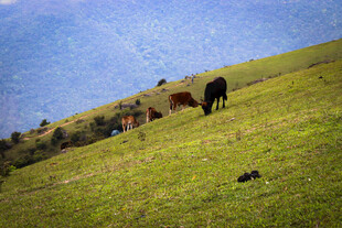 山坡上悠闲吃草的牛群