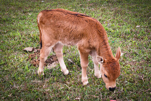 草地上低头吃草的小牛